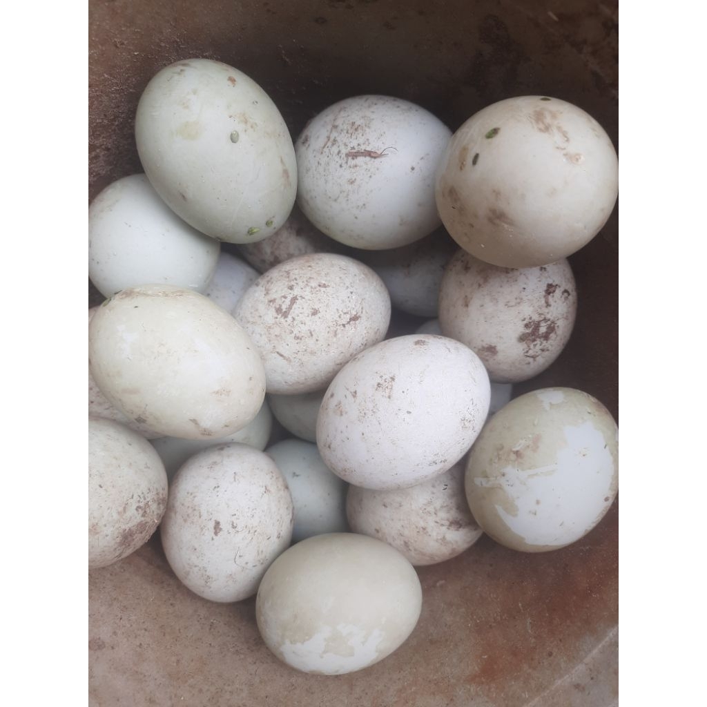 

Telur Bebek PRESS KONSUMSI