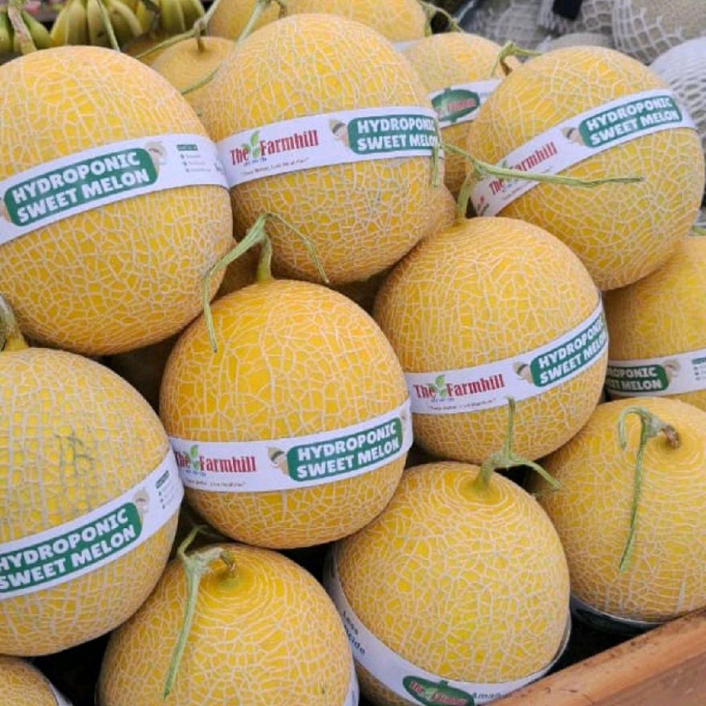 

Buah melon greenegal melon hidroponik sweet melon 1 kg