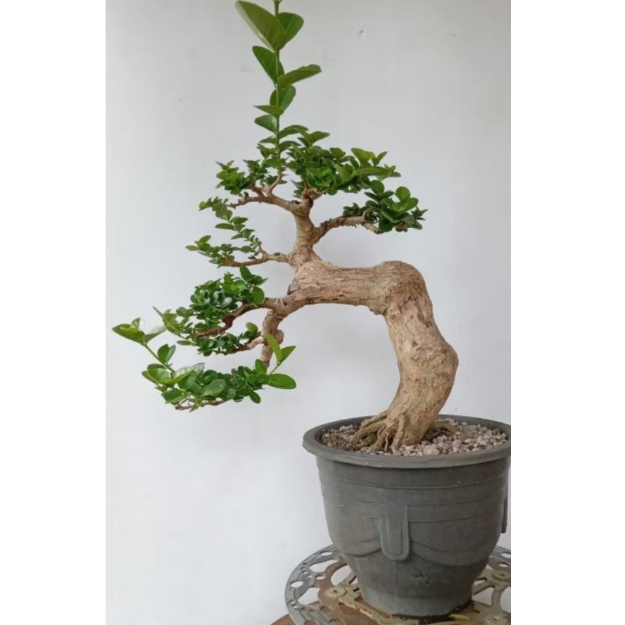 bonsai wacang siap pajang packing kayu