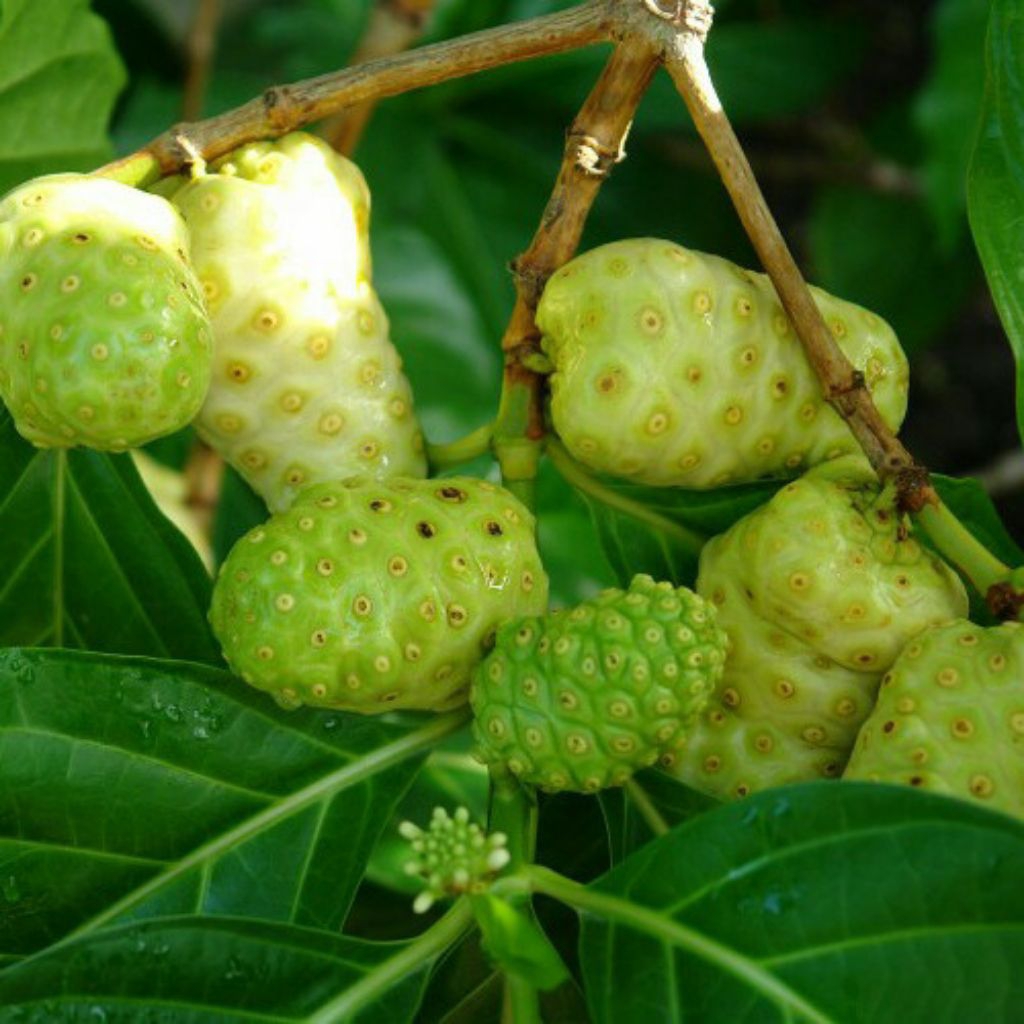 

buah mengkudu fres/kg