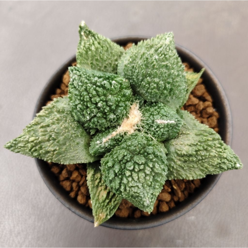 Tanaman Kaktus Ariocarpus fissuratus cv. Godzilla Kualitas Terbaik