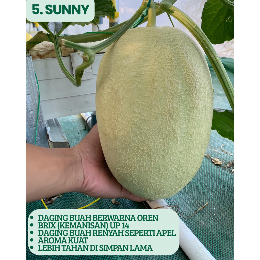 

Melon Premium Sunny Super Berat 1,5 - 2 Kg