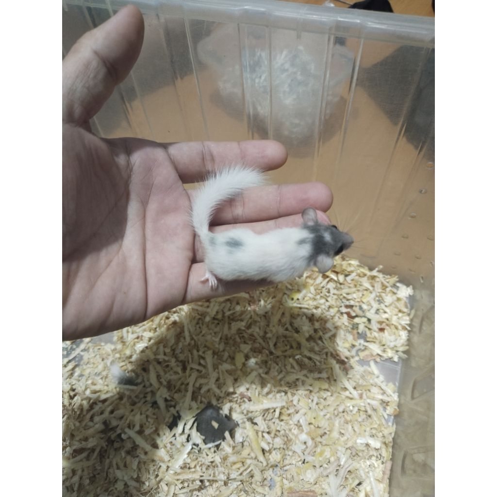 african pygmy dormice