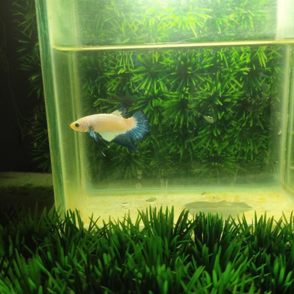 Cupang Male Blue rim