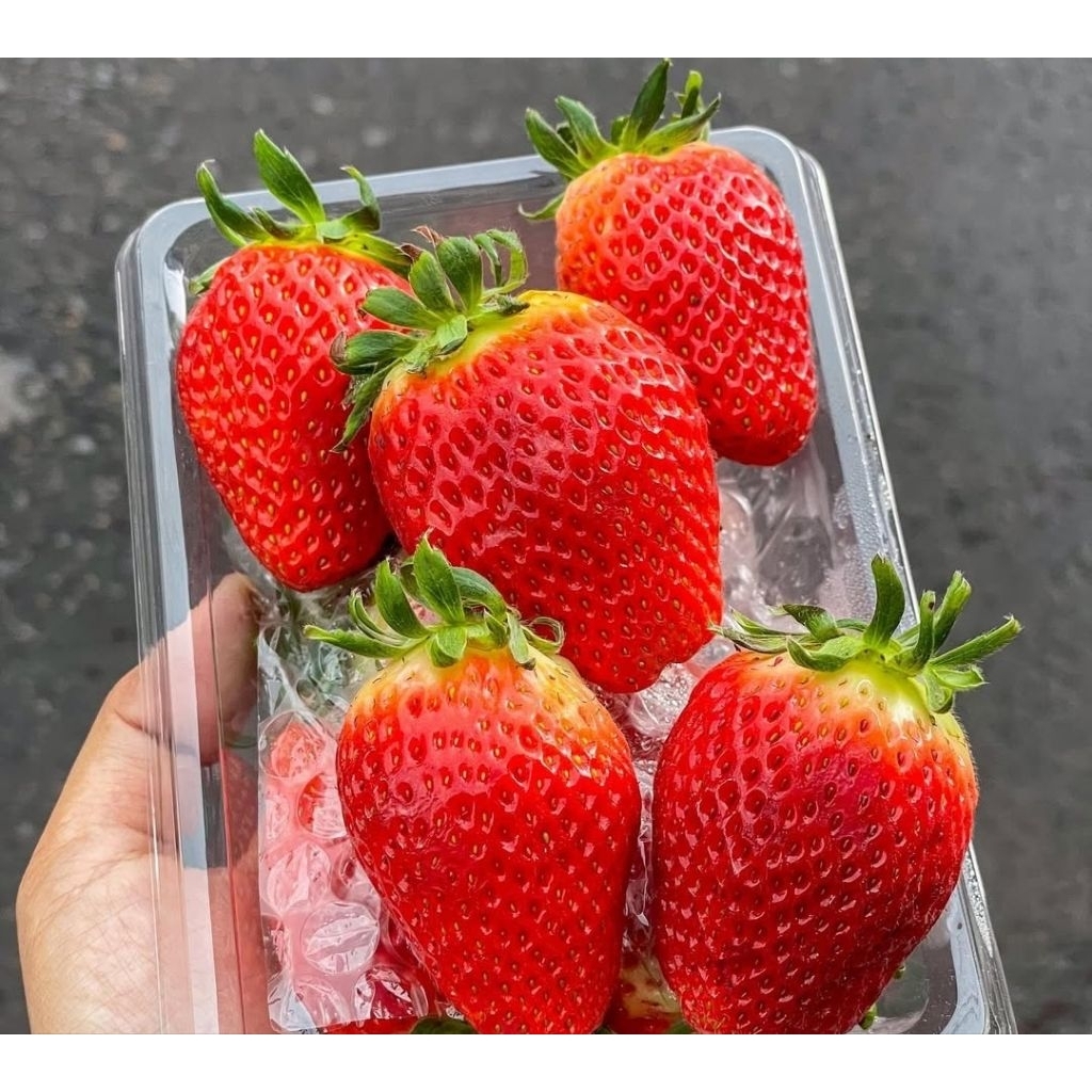

Strawberry Import Aussie Fresh Griya Sembada