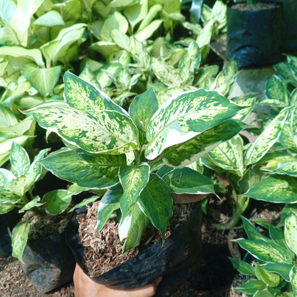 Aglonema Diven Sparkle Tanaman Hias Diven Lukisan Cinta