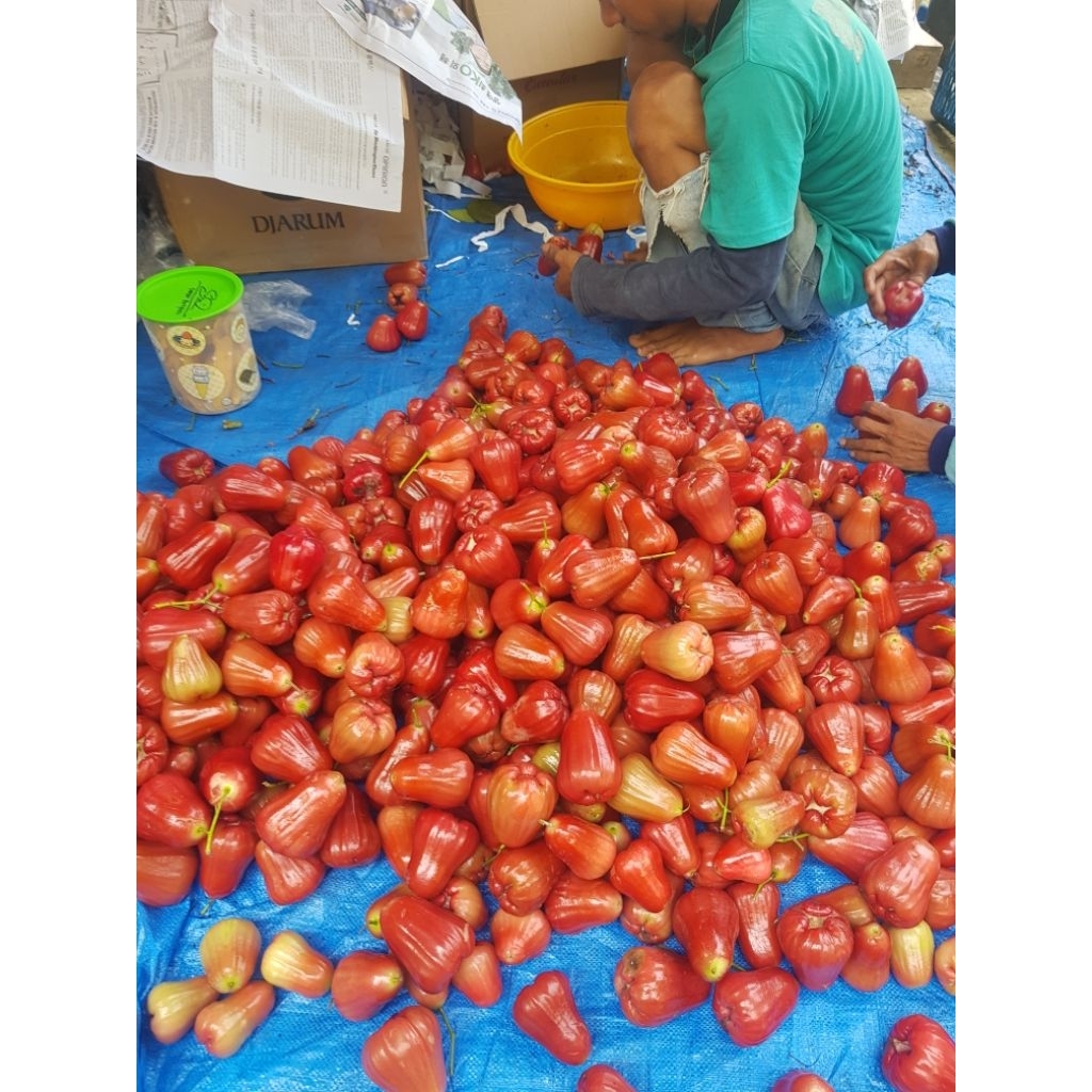 

Buah jambu citra manis great A