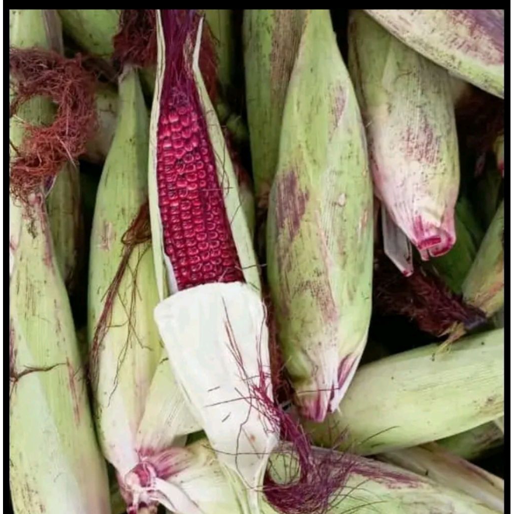 Jagung pulut ketan  ungu dan jagung ketan batik