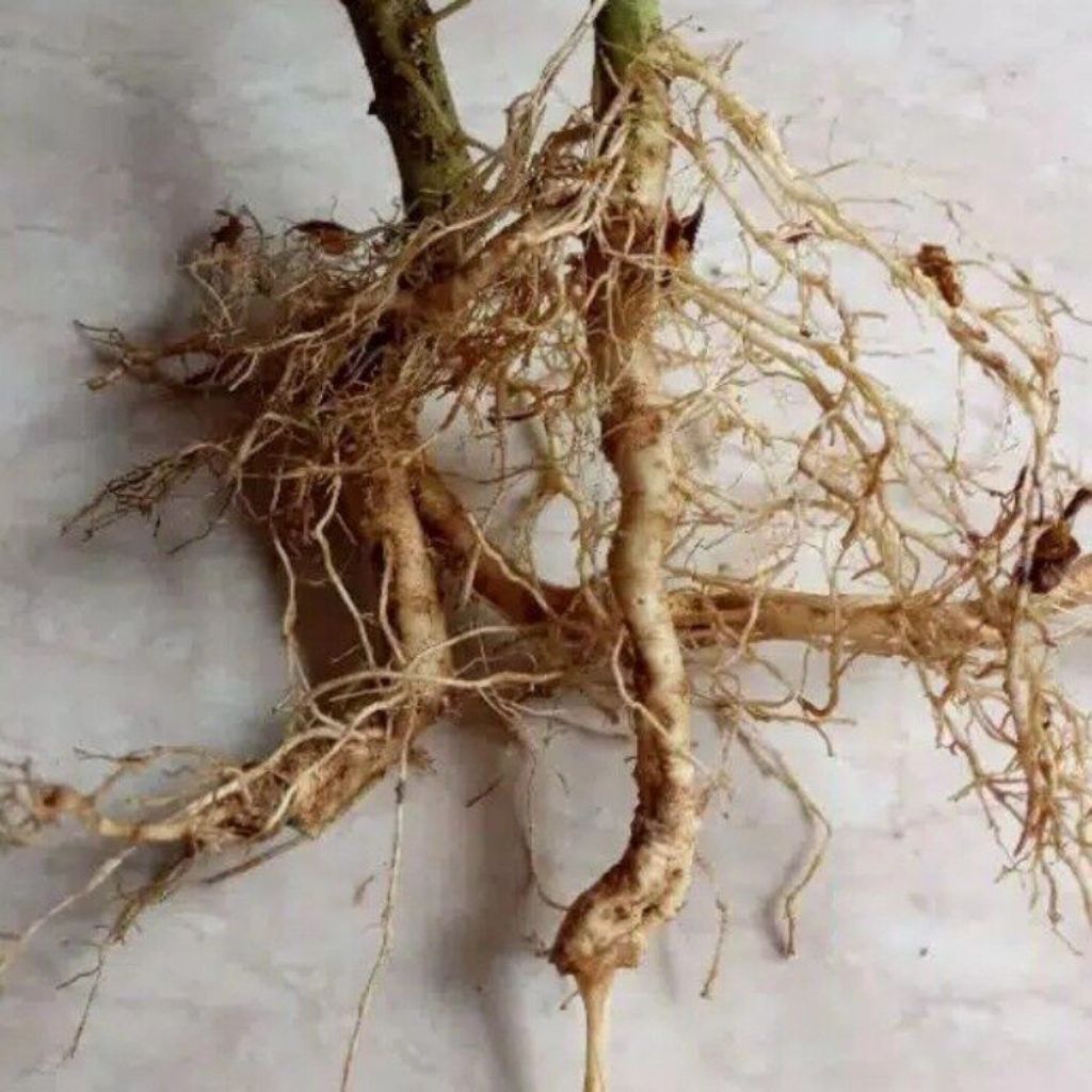 

akar cepokak segar 100g/akar terong pokak asli