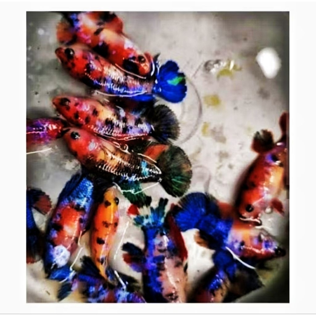 cupang  multi betina siap kawin