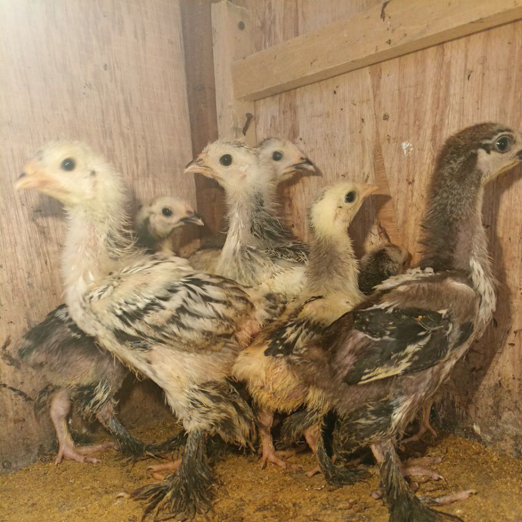 Ayam Brahma Ayam hias brahma