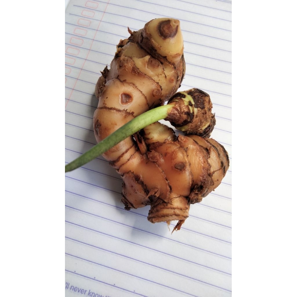 

Temulawak Segar Herbal – Rimpang Obat Tradisional