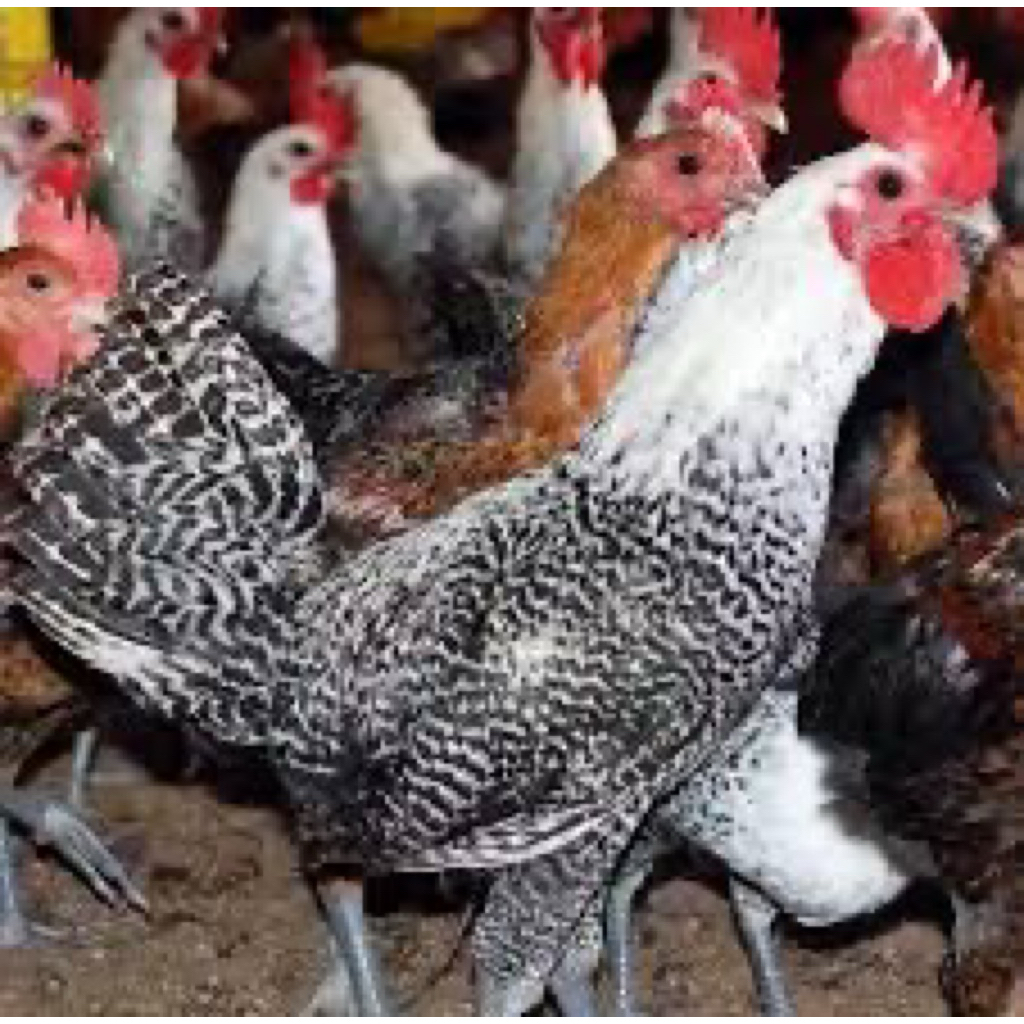 

TELU FERTIL AYAM ARAB UNTUK DITETASKAN