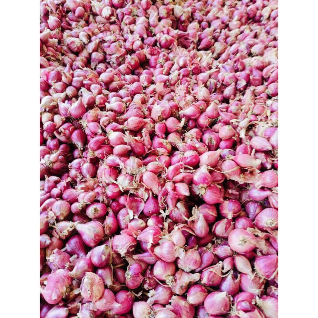 

bawang merah segar fres berkualitas super harga murah langsung dari petani lokal