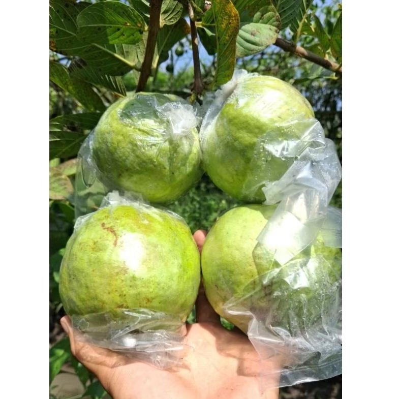 

Jambu Kristal Non Biji (1KG)