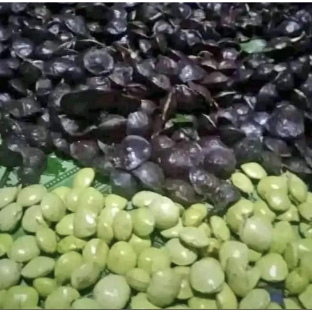 

JENGKOL MUDA CANGKANGAN 500 GRAM