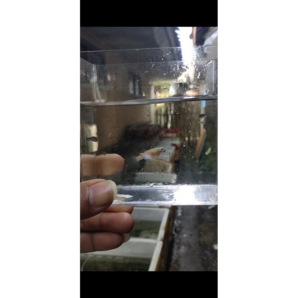 Guppy Endler Silverado Red Double Sword Hiasan Aquarium