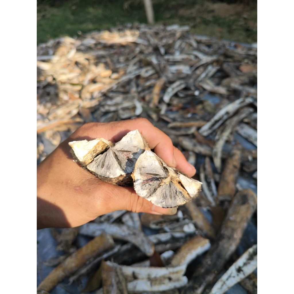 GAPLEK GATOT ASLI GUNUNGKIDUL