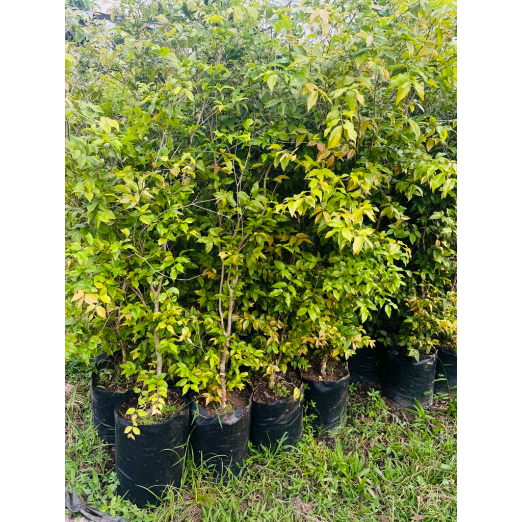 

BIBIT ANGGUR POHON BRAZIL