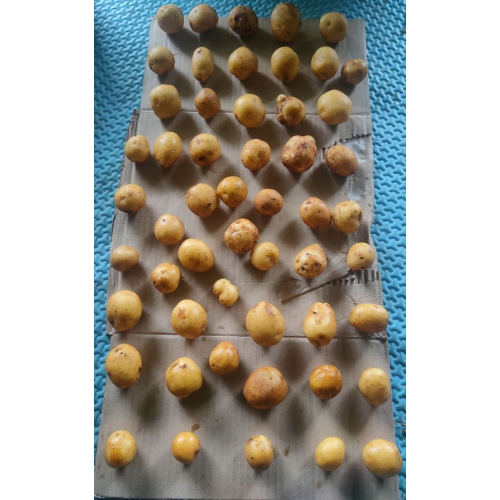 

kentang kecil kentang rendang 1 Kg fresh