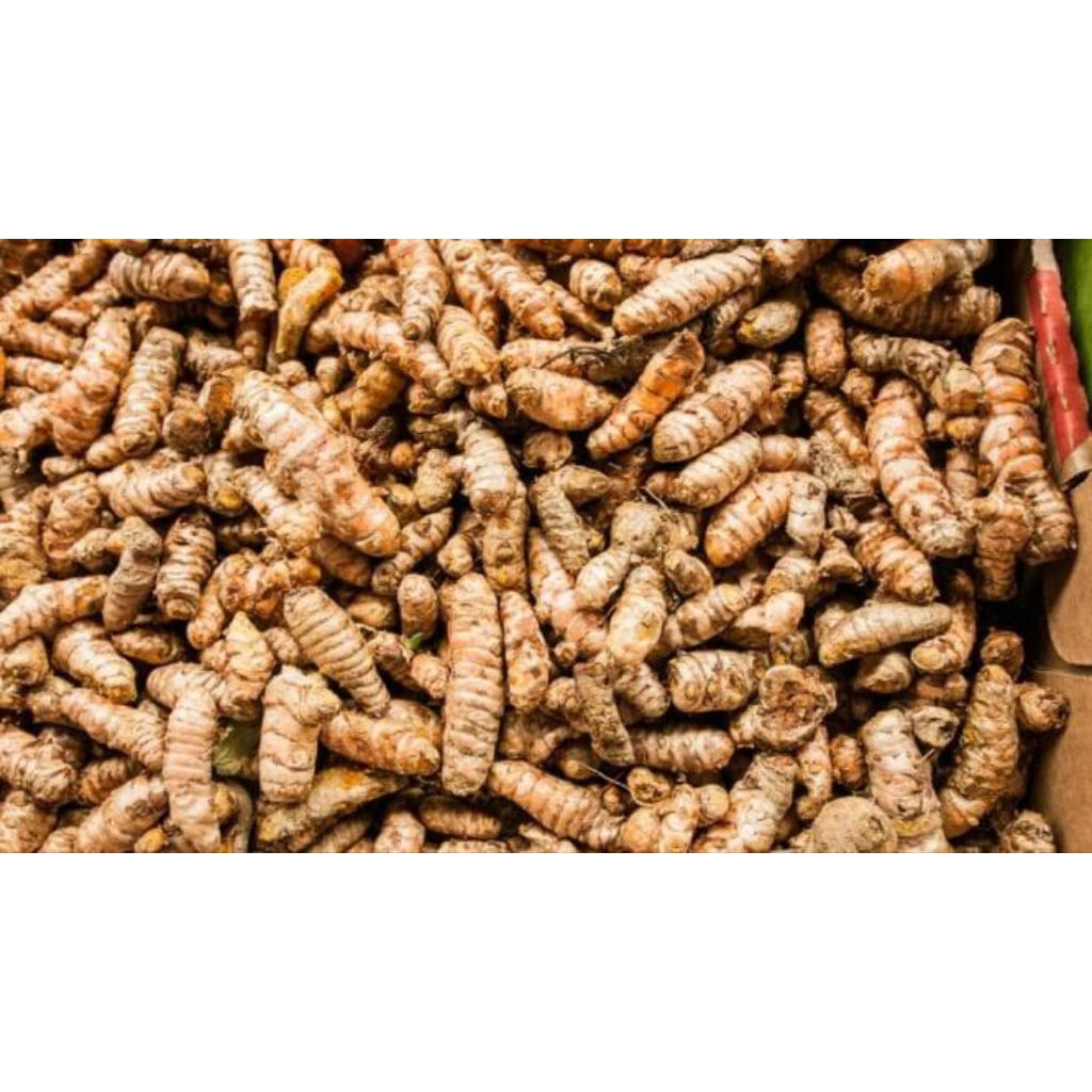 

ELSHOP #diskonsemuaproduk - Kunyit/Kunir ULEKAN Kecil Langsung Masak Fresh/Segar dicuci Bersih Murah 1 Kg