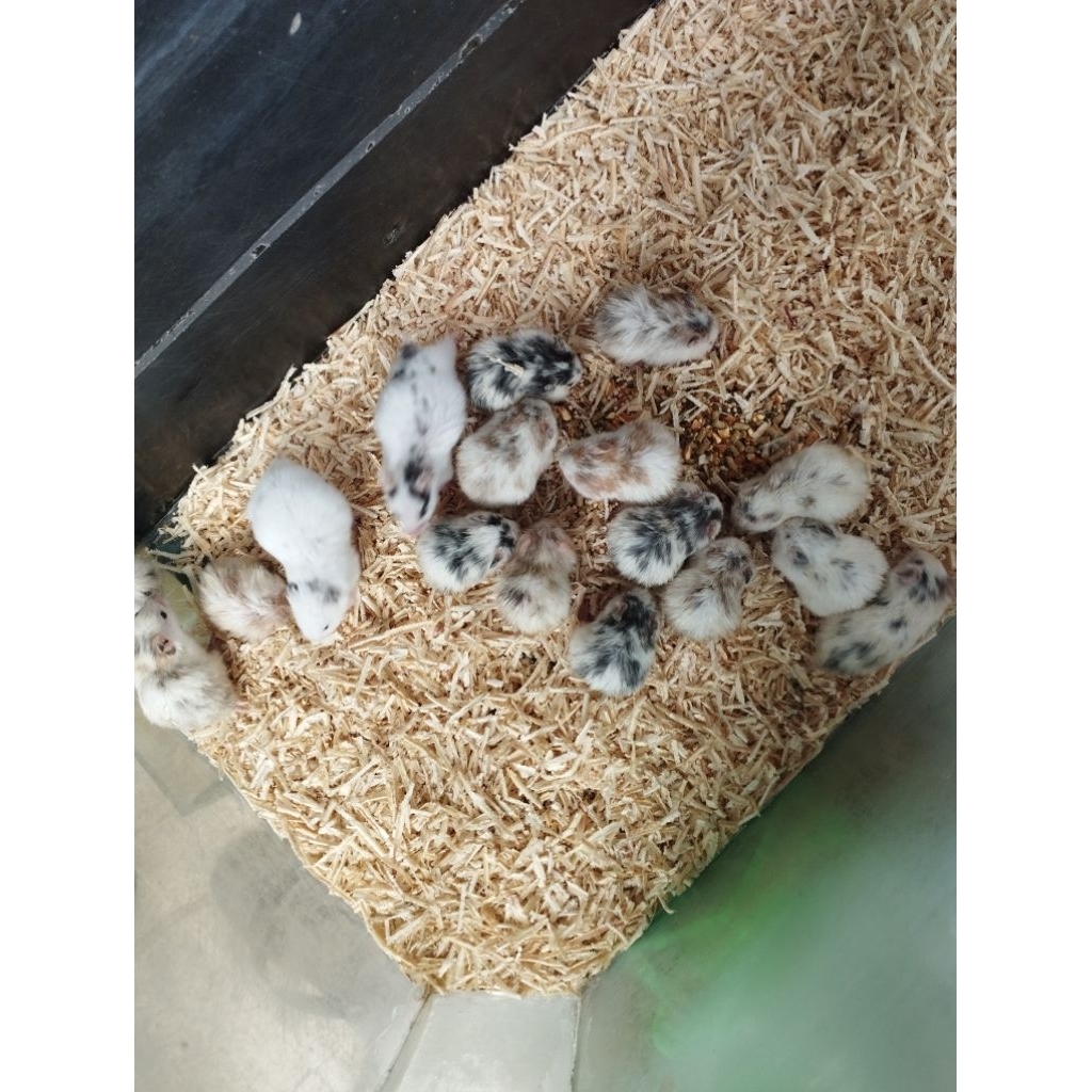 Hamster Syrian Fujiyama