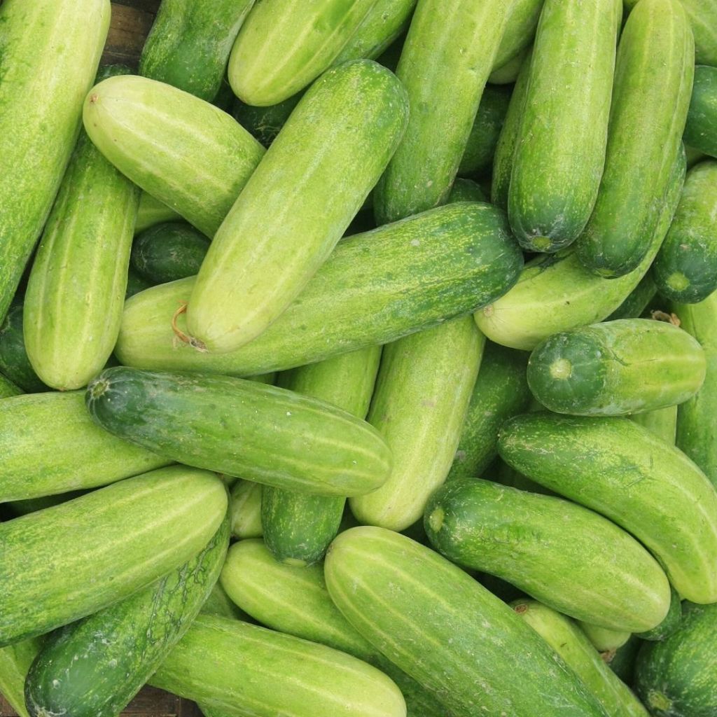 

Timun segar fresh cucumber 1kg