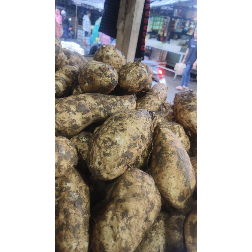 

Ubi Manohara Super - Ubi Super