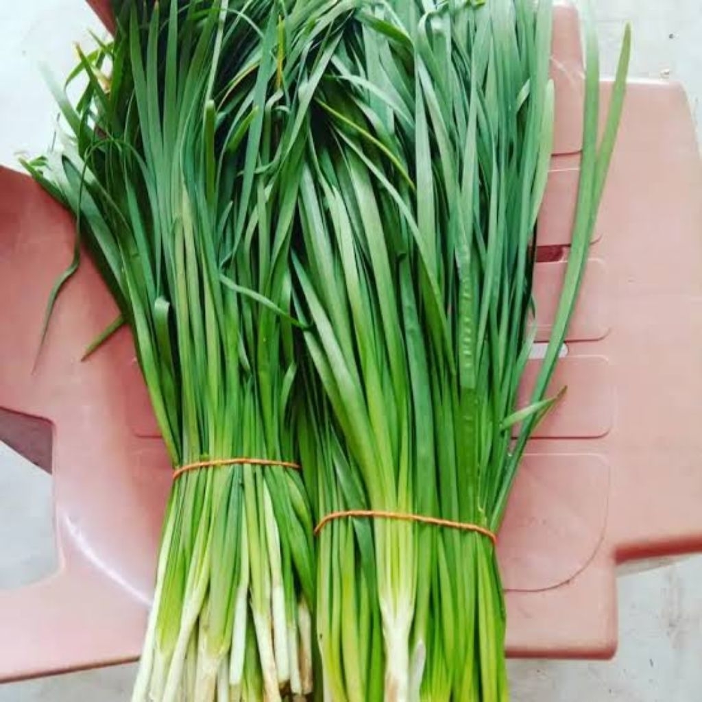 

Daun kucai. pohon kucai. bibit kucai