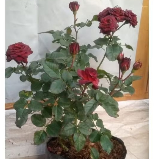 Mawar import red chocolatos