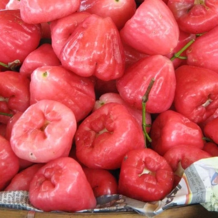 

JAMBU AIR/JAMBU RUJAK 1kg