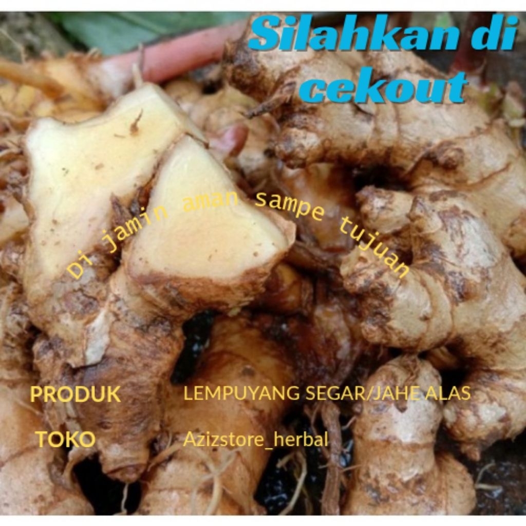 

jual murah obat herbal lempuyang/jahe alas segar 100 gram