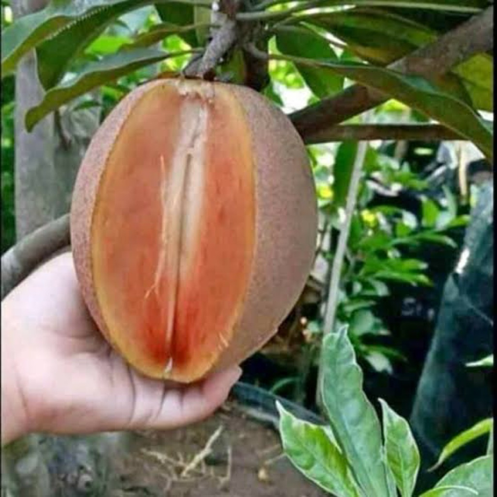 

indukan sawo madu jumbo vietnam kondisi sudah berbuah dan berbung