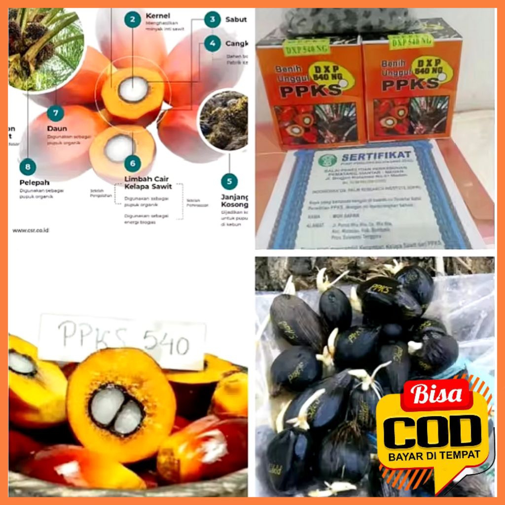 benih kecambah kelapa sawit ppks540 isi 250 butir