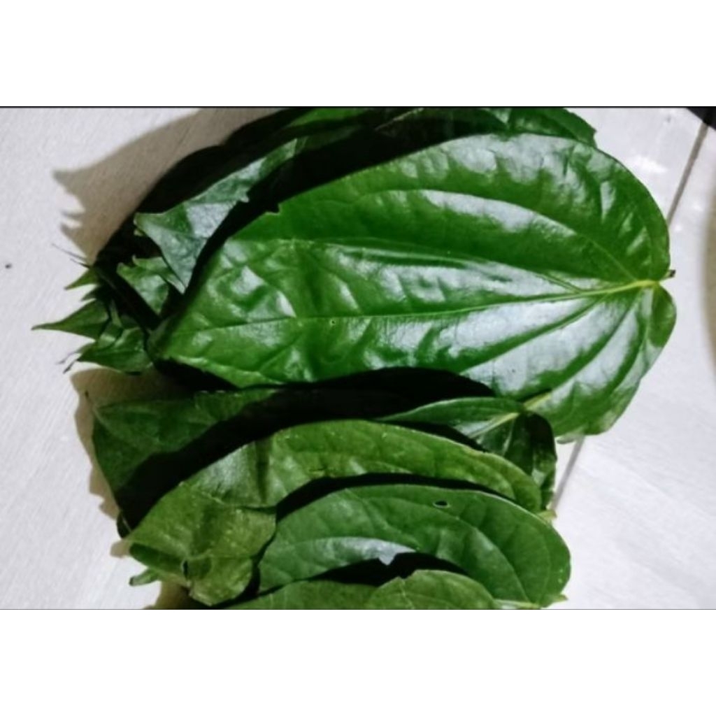 

Daun sirih hijau segar fresh