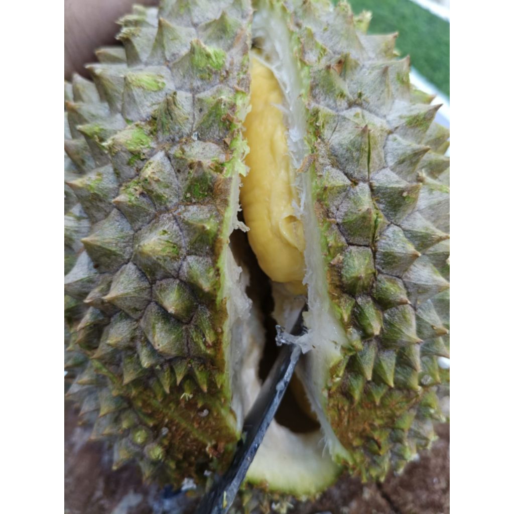 

BUAH DURIAN MUSANG KING NITRO ASLI MAlAYSIA -+2 KG