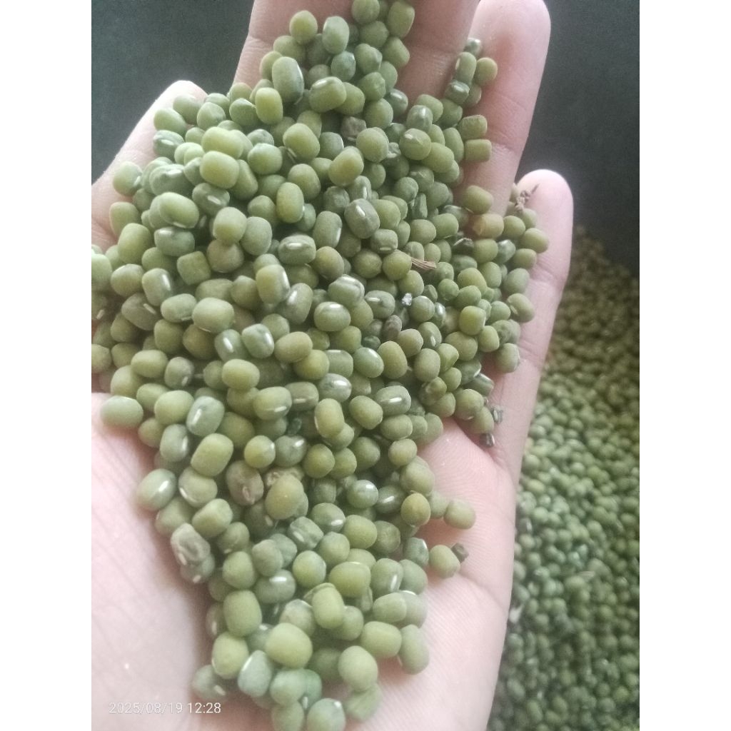 

kacang hijau lokal organik 1 ton atau 1000 kg panen juli 2025