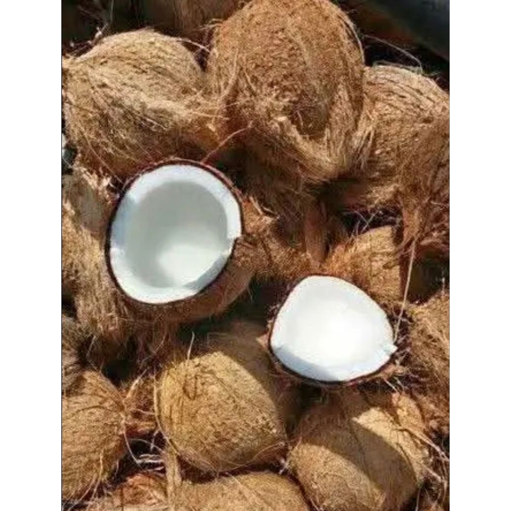 

Kelapa Tua Kelapa Untuk Santen Kelapa Grede A Kuslitas Super Asli Dari Pandeglang