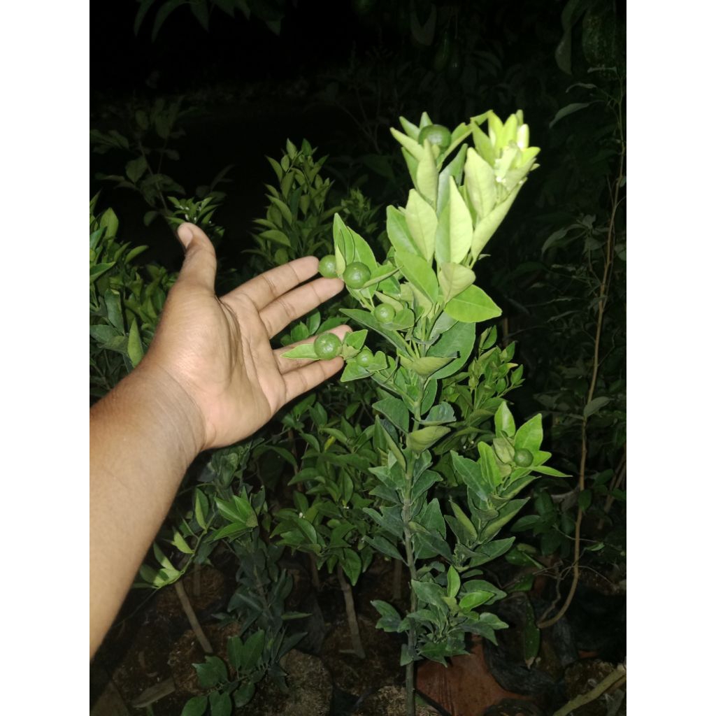 

jeruk siam madu manis spek indukan kondisi berbuah super premium