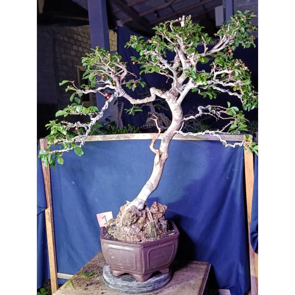 bonsai Rukem jepang siap kontes