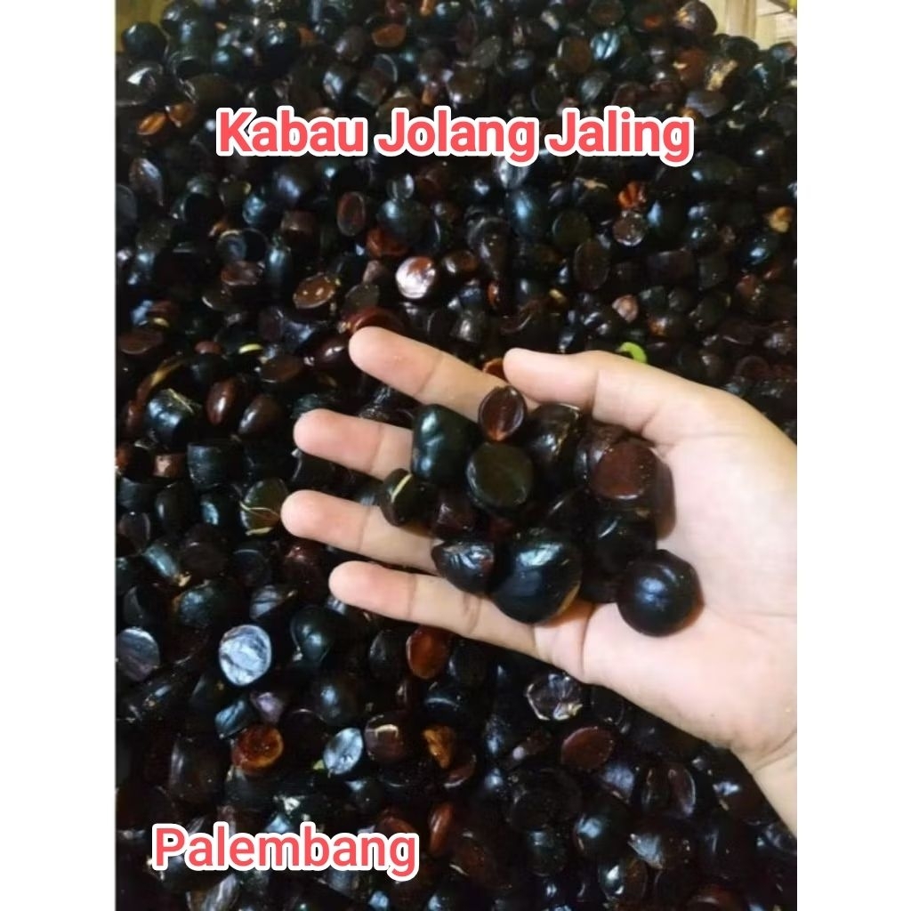 

Kabau jolang jaling jengkol sumatera kuwaw
