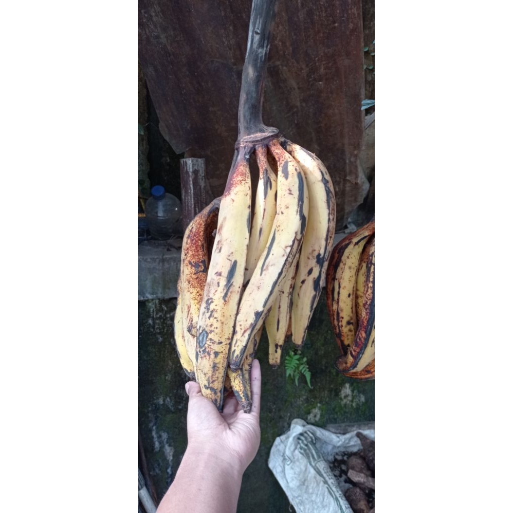 

PISANG TANDUK ALAMI TANPA BAHAN KIMIA 3 PCS ASLI SUKABUMI BOGOR .