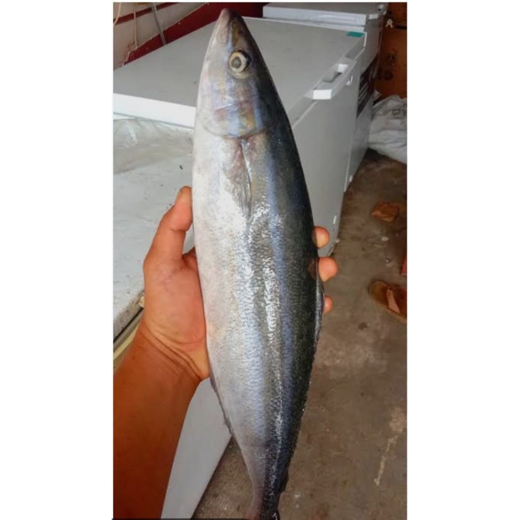 

ikan salmon lokal 1000 gram