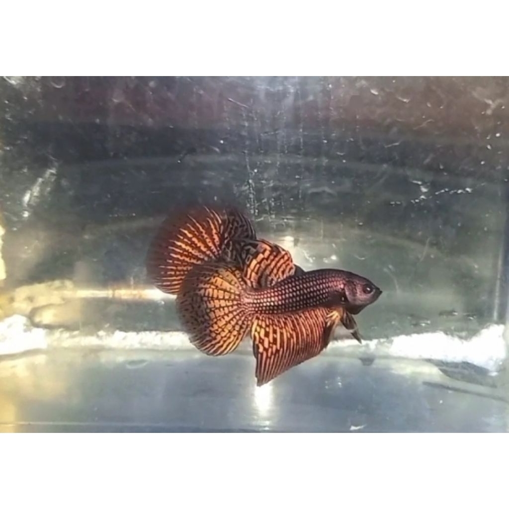 obat cupang kuncup alien cooper grade pilihan