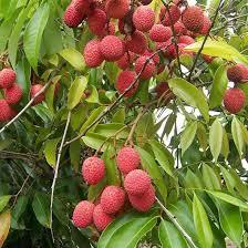 Bibit tanaman buah leci kom warna merah bisa tambulapot Genjah Super unggulan