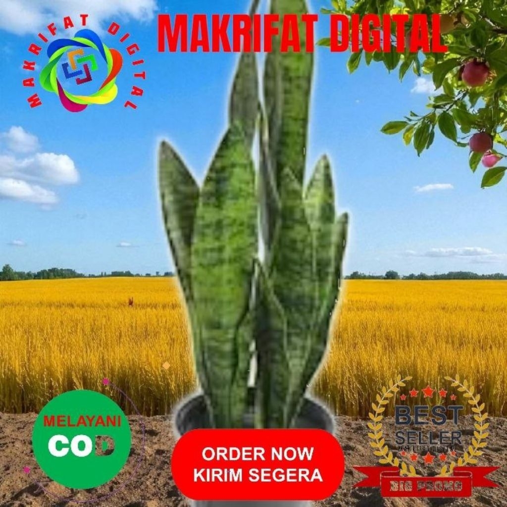 MAKRIFAT DIGITAL Paket 1 Daun ANAKAN 30 - 40 Cm  LIDAH MERTUA TIGER Sensivera Taiger Sansevieria Gre