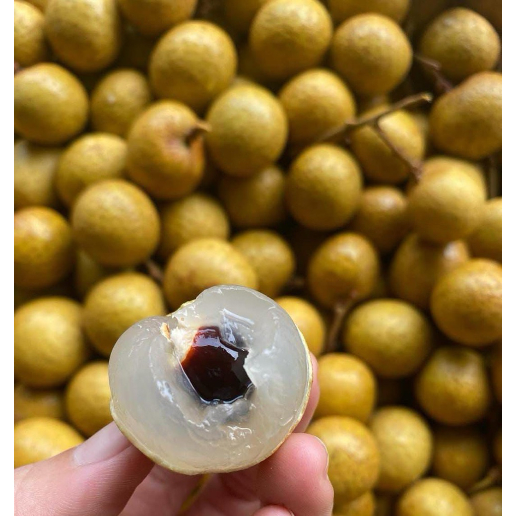 Kelengkeng Bangkok Gold