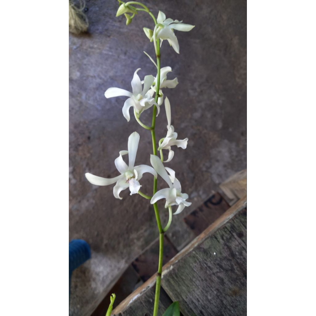 Anggrek dendrobium capung jawa