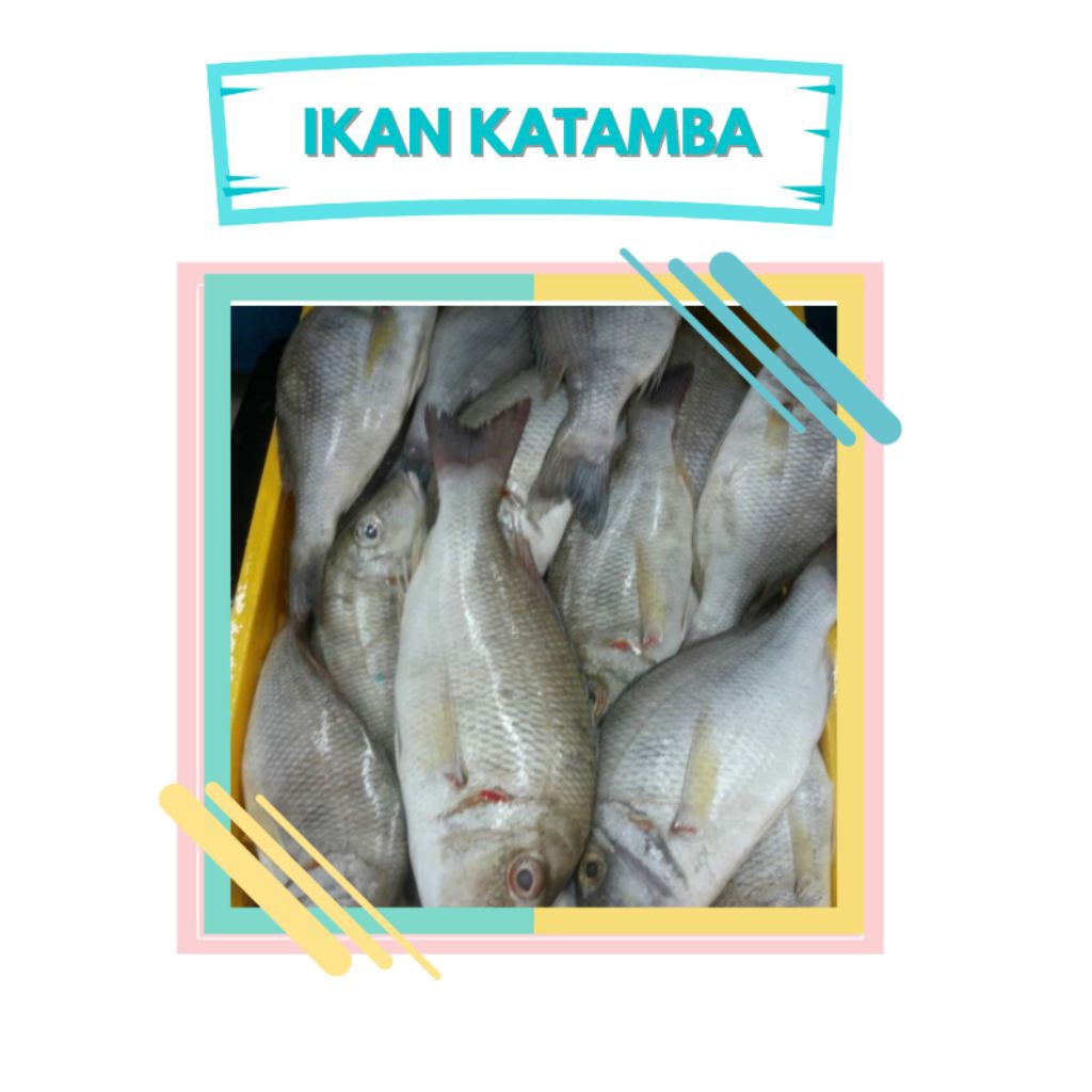 

ikan kakap/katamba kecil isi2ekor atau lebih tergantung ukuran ikan yg ready