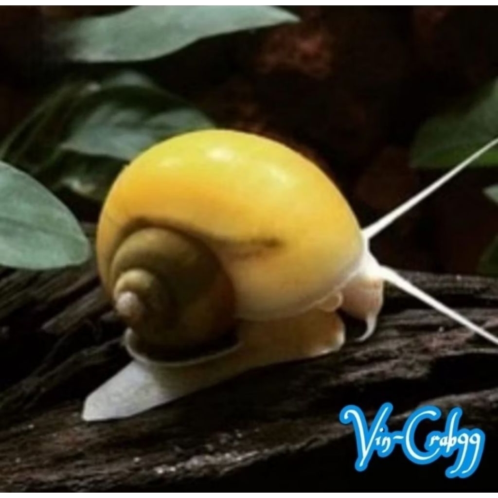 

Keong Hias Tawar - Keong Mas Inca (Pomacea Bridgesii)